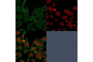 Immunofluorescence Analysis of PFA-fixed HeLa cells labeling IDH1. (IDH1 antibody  (AA 281-414))