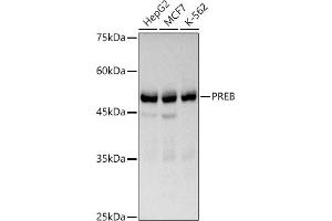 Western blot analysis of extracts of various cell lines, using PREB antibody (ABIN7269547) at 1:1000 dilution. (PREB antibody)