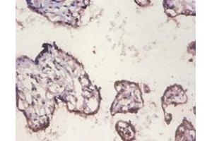 Immunohistochemistry of paraffin-embedded human placenta tissue using ABIN7155387 at dilution of 1:100 (H2AFX antibody  (AA 12-141))