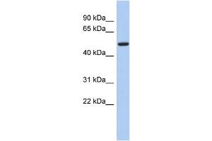 WB Suggested Anti-FBXO3 Antibody Titration:  0. (F-Box Protein 3 antibody  (N-Term))