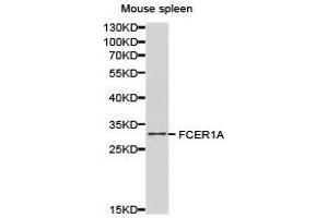 Western Blotting (WB) image for anti-Fc Fragment of IgE Receptor Ia (FCER1A) antibody (ABIN1872668) (Fc epsilon RI/FCER1A antibody)