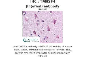 Image no. 2 for anti-Transmembrane 9 Superfamily Protein Member 4 (TM9SF4) (Internal Region) antibody (ABIN1740143) (TM9SF4 antibody  (Internal Region))