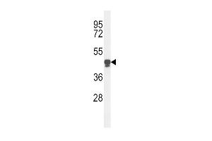 Western blot analysis of PLA2G7 Antibody (Center) (ABIN653776 and ABIN2843066) in HL-60 cell line lysates (35 μg/lane). (PLA2G7 antibody  (AA 200-228))