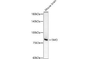 Western blot analysis of extracts of Mouse brain, using SMO antibody (ABIN6130715, ABIN6148140, ABIN6148141 and ABIN6220185) at 1:500 dilution. (SMO antibody  (AA 554-787))