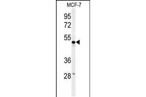 Western blot analysis of PSG7 Antibody in MCF-7 cell line lysates (35ug/lane) (PSG7 antibody  (C-Term))
