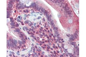 Anti-JAZF1 antibody IHC of human small intestine. (JAZF1 antibody  (C-Term))