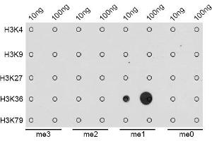 Dot-blot analysis of all sorts of methylation peptides using MonoMethyl-Histone H3-K36 antibody. (Histone 3 antibody  (H3K36me))
