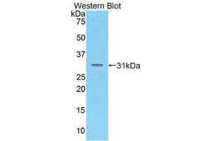 Western Blotting (WB) image for anti-Mucosal Vascular Addressin Cell Adhesion Molecule 1 (MADCAM1) (AA 29-297) antibody (ABIN1859736)