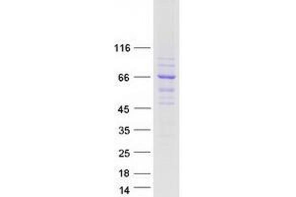 WDR34 Protein (Myc-DYKDDDDK Tag)