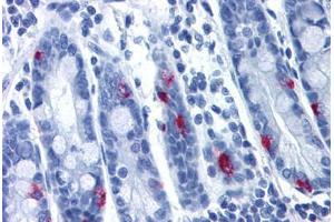 Anti-MLNR antibody  ABIN1049064 IHC staining of human small intestine.