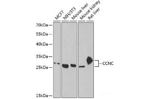 Western blot analysis of extracts of various cell lines using CCNC Polyclonal Antibody at dilution of 1:1000. (Cyclin C antibody)
