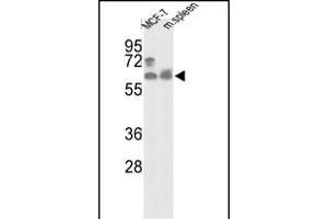 Western blot analysis of hNK1-R90 (ABIN391235 and ABIN2841303) in MCF-7 cell line and mouse spleen tissue lysates (35 μg/lane).