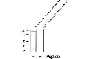 Western blot analysis of extracts of MSK1 transfected 293 cells, treated with TPA, using Phospho-MSK1 (Ser360) Antibody.