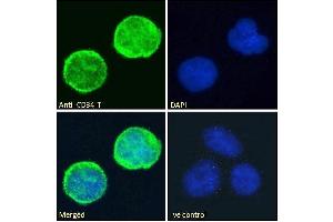 ABIN1049505 Immunofluorescence analysis of paraformaldehyde fixed Jurkat cells, permeabilized with 0. (CD34 antibody  (C-Term))