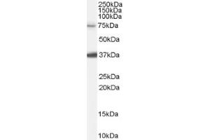 Image no. 1 for anti-Neural Precursor Cell Expressed, Developmentally Down-Regulated 1 (NEDD1) (Internal Region) antibody (ABIN375217) (NEDD1 antibody  (Internal Region))