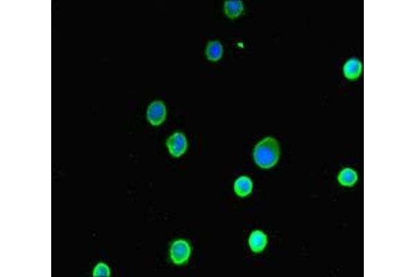 ASIP antibody  (AA 23-112)