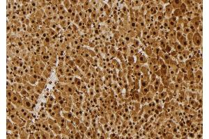 ABIN6277676 at 1/100 staining Mouse liver tissue by IHC-P.