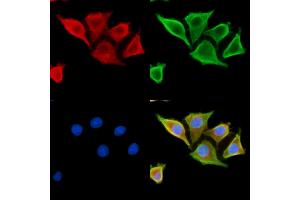 ABIN7095352 and ABIN7099409 staining HepG2 cells by IF/ICC.