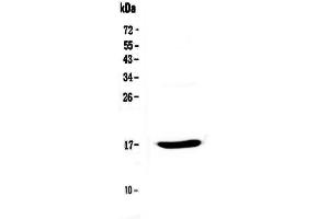 Western blot analysis of Epigen using anti-Epigen antibody . (Epigen antibody  (AA 19-109))