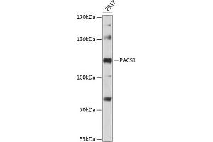 Western blot analysis of extracts of 293T cells, using P antibody (ABIN6133111, ABIN6145155, ABIN6145156 and ABIN6216380) at 1:3000 dilution. (PACS1 antibody  (AA 420-560))