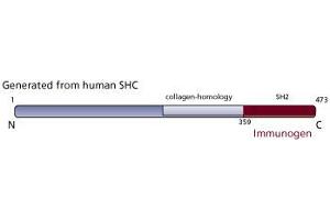 Image no. 3 for anti-SHC (Src Homology 2 Domain Containing) Transforming Protein 1 (SHC1) (AA 359-473) antibody (ABIN968229) (SHC1 antibody  (AA 359-473))