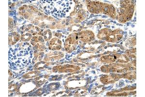 NEDD9 antibody was used for immunohistochemistry at a concentration of 4-8 ug/ml to stain Epithelial cells of renal tubule (arrows) in Human Kidney.