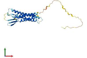 AlphaFold protein structure predicition of Mouse Recombinant Cldn14 Protein, UniprotID Q9Z0S3