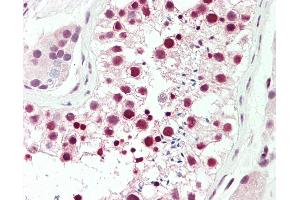 Anti-DDX39 / BAT1 antibody IHC staining of human testis.