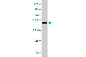 Western Blot detection against Immunogen (38. (NEK2 antibody  (AA 331-445))