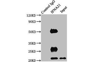 Immunoprecipitating IFNA21 in HEK293 whole cell lysate Lane 1: Rabbit control IgG instead of ABIN7156565 in HEK293 whole cell lysate.