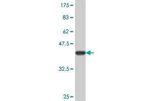 Western Blot detection against Immunogen (37.