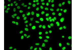 Immunofluorescence analysis of U2OS cells using POLD3 antibody (ABIN5974362). (POLD3 antibody)