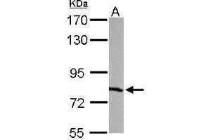 RPA1 antibody  (C-Term)