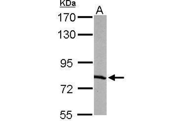RPA1 antibody  (C-Term)