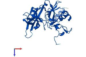 Ribosomal Protein S4, Y-Linked 2 (RPS4Y2) (AA 1-263) protein (His tag)