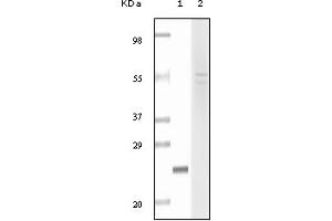 Western Blotting (WB) image for anti-Fibulin 5 (FBLN5) (truncated) antibody (ABIN2464054) (Fibulin 5 antibody  (truncated))