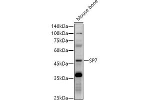 Western blot analysis of extracts of Mouse bone, using SP7 antibody (ABIN7270510) at 1:1000 dilution.