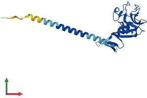 AlphaFold protein structure predicition of Human Recombinant CLEC6A Protein, UniprotID Q6EIG7 (C-Type Lectin Domain Family 6, Member A (CLEC6A) (AA 1-209) protein (His tag))