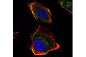 Immunofluorescence analysis of U251 cells using HAS1 mAb (green). (HAS1 antibody)