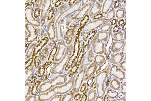 Immunohistochemistry of paraffin-embedded mouse kidney using S Rabbit mAb (ABIN7270501) at dilution of 1:250 (40x lens). (SAMM50 antibody)