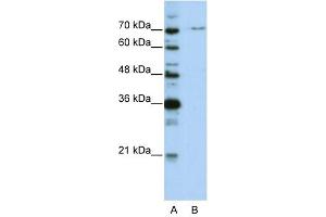 PRPF3 antibody used at 0. (PRPF3 antibody)