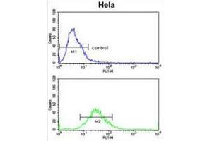 CLASP2 Antibody (pTyr1019) flow cytometric analysis of Hela cells (bottom histogram) compared to a negative control cell (top histogram). (CLASP2 antibody  (AA 1005-1034))