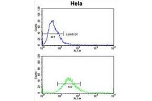 CLASP2 Antibody (pTyr1019) flow cytometric analysis of Hela cells (bottom histogram) compared to a negative control cell (top histogram).