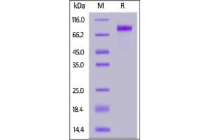 SLC39A6 Protein (AA 29-325) (Fc Tag)