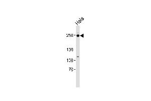 Western blot analysis of lysate from Hela cell line, using RSF1 Antibody (C-term) (ABIN6242622 and ABIN6577509). (RSF1 antibody  (C-Term))