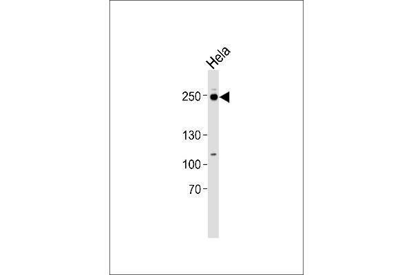 RSF1 antibody  (C-Term)