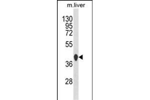 Western blot analysis of HPD Antibody (C-term) (ABIN652532 and ABIN2842359) in mouse liver tissue lysates (35 μg/lane). (HPD antibody  (C-Term))