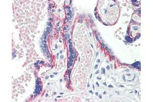 Anti-BOD1 antibody IHC staining of human placenta. (BOD1 antibody  (AA 91-101))