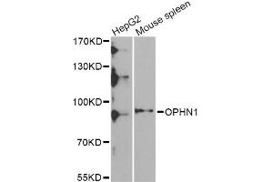 Western blot analysis of extracts of various cell lines, using OPHN1 Antibody (ABIN5975449) at 1/1000 dilution. (Oligophrenin 1 antibody)