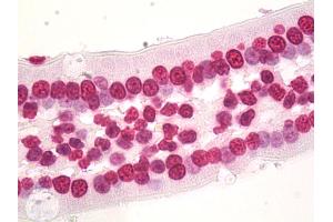 Anti-HIST1H3D antibody IHC staining of human small intestine. (HIST1H3D antibody  (AA 1-61))